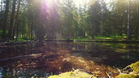 Free Video Stock Sun Shining Through Pine Forest On Mossy Pond Live Wallpaper - Free Live Wallpaper