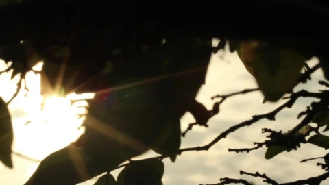 Free Video Stock Sun Shining Through Silhouetted Leaves Live Wallpaper - Free Live Wallpaper