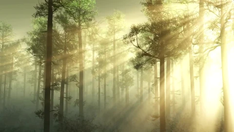 Free Video Stock Sun Through A Misty Forest Live Wallpaper - Free Live Wallpaper