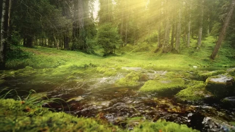 Free Video Stock Sunbeams On Flowing River In Mossy Forest Live Wallpaper - Free Live Wallpaper