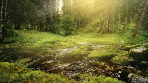 Free Video Stock Sunbeams On Flowing Water In Lush Green Forest Live Wallpaper - Free Live Wallpaper