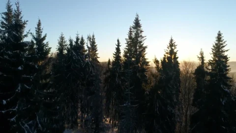 Free Video Stock Sundown Light Covering The Winter Forest Live Wallpaper - Free Live Wallpaper