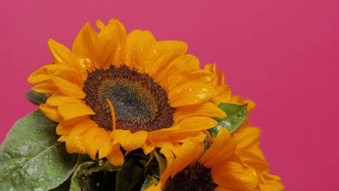 Free Video Stock Sunflower Being Watered On A Pink Background Live Wallpaper - Free Live Wallpaper