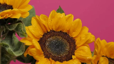 Free Video Stock Sunflower Blowing In The Wind Live Wallpaper - Free Live Wallpaper