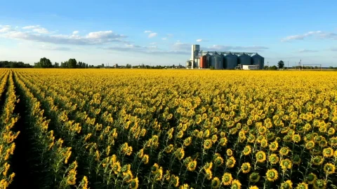 Free Video Stock Sunflower Field And Industrial Silos Live Wallpaper - Free Live Wallpaper