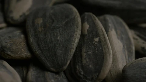 Free Video Stock Sunflower Seeds Close Up Shot Live Wallpaper - Free Live Wallpaper