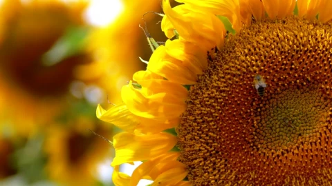 Free Video Stock Sunflower With Bee Close Up Live Wallpaper - Free Live Wallpaper