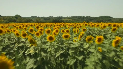 Free Video Stock Sunflowers Against A Forest Live Wallpaper - Free Live Wallpaper