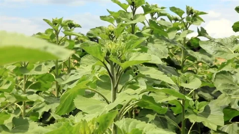 Free Video Stock Sunflowers Early In The Year Live Wallpaper - Free Live Wallpaper