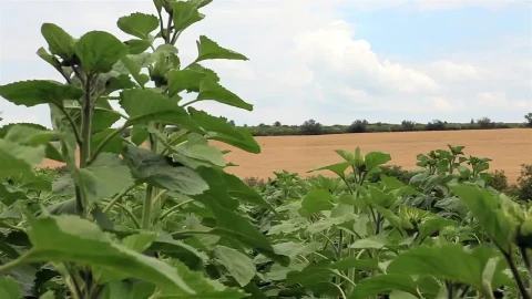 Free Video Stock Sunflowers Growing In The Countryside Live Wallpaper - Free Live Wallpaper