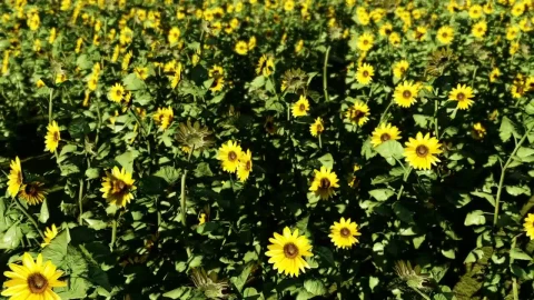 Free Video Stock Sunflowers In A Sunny Day Live Wallpaper - Free Live Wallpaper