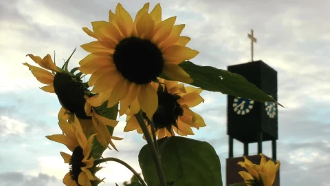 Free Video Stock Sunflowers Near A Church Live Wallpaper - Free Live Wallpaper