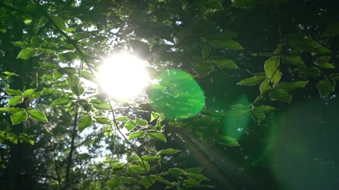 Free Video Stock Sunlight Crossing The Branches Of Trees Live Wallpaper - Free Live Wallpaper
