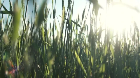 Free Video Stock Sunlight Filtered Though Tall Green Grass Live Wallpaper - Free Live Wallpaper