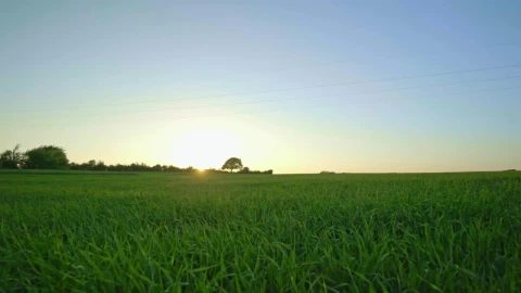 Free Video Stock Sunlight In The Countryside Live Wallpaper - Free Live Wallpaper