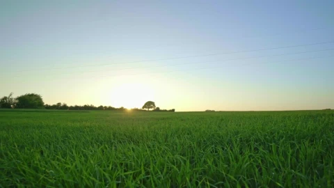 Free Video Stock Sunlight Over Fields Live Wallpaper - Free Live Wallpaper