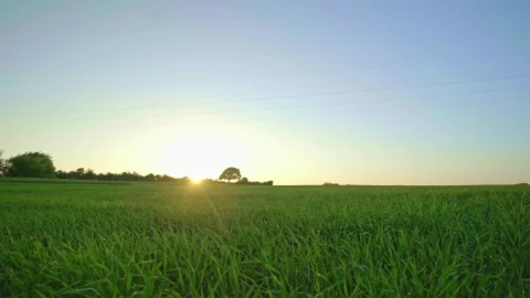 Free Video Stock Sunlight Over Natural Grass Live Wallpaper - Free Live Wallpaper