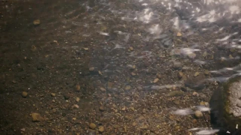 Free Video Stock Sunlight Reflected In A River Live Wallpaper - Free Live Wallpaper