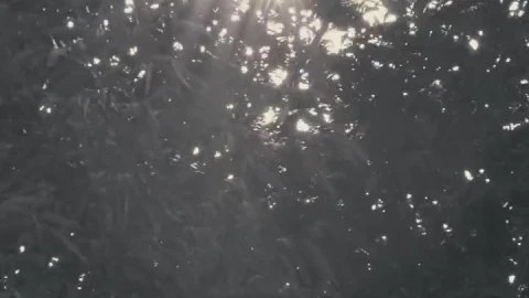 Free Video Stock Sunlight Through The Branches Of A Tree Live Wallpaper - Free Live Wallpaper