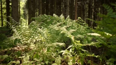 Free Video Stock Sunlight Through The Forest Live Wallpaper - Free Live Wallpaper
