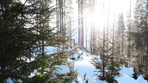 Free Video Stock Sunlight Through The Trees Of A Winter Forest Live Wallpaper - Free Live Wallpaper