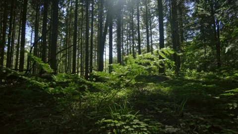 Free Video Stock Sunlight Through Thick Trees Live Wallpaper - Free Live Wallpaper