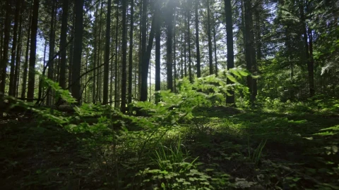Free Video Stock Sunlight Through Trees Live Wallpaper - Free Live Wallpaper