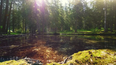 Free Video Stock Sunlight Through Trees On Mossy Riverbank Live Wallpaper - Free Live Wallpaper