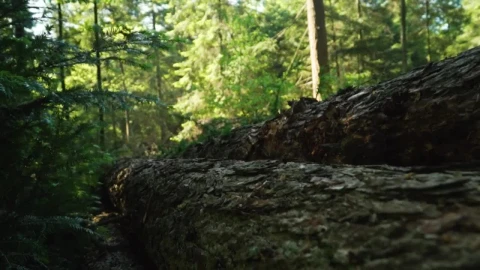 Free Video Stock Sunny Day In A Forest Seen In Detail Live Wallpaper - Free Live Wallpaper
