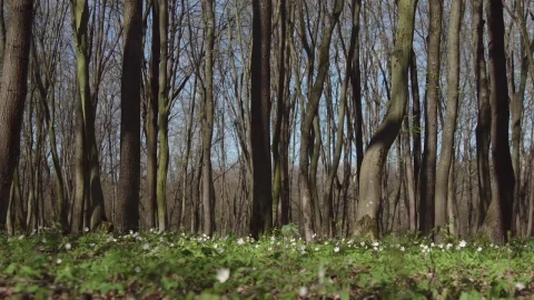 Free Video Stock Sunny Woods Full Of Trees In Spring Live Wallpaper - Free Live Wallpaper