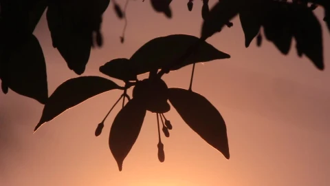 Free Video Stock Sunrise Behind A Leaf Silhouette Live Wallpaper - Free Live Wallpaper