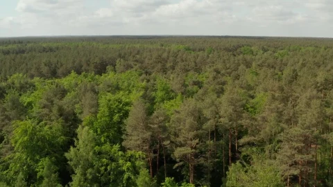 Free Video Stock travel above a dense pine forest Live Wallpaper - Free Live Wallpaper