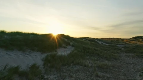 Free Video Stock sunrise over wild grass Live Wallpaper - Free Live Wallpaper