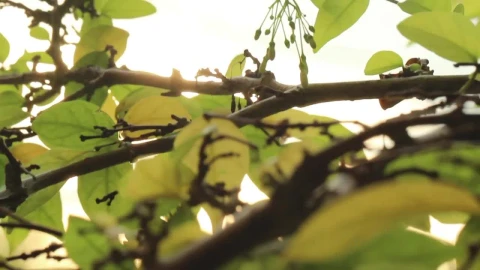 Free Video Stock sunrise through the leaves Live Wallpaper - Free Live Wallpaper