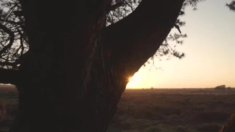 Free Video Stock sunset in the savanna through a tree Live Wallpaper - Free Live Wallpaper