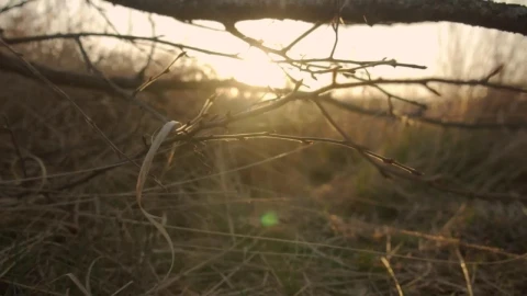 Free Video Stock sunset on the savanna seen behind the skyline Live Wallpaper - Free Live Wallpaper