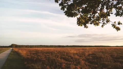 Free Video Stock sunset over a field Live Wallpaper - Free Live Wallpaper