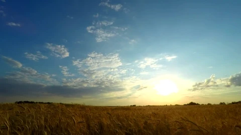 Free Video Stock sunset over a wheat field Live Wallpaper - Free Live Wallpaper