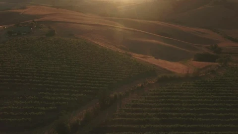 Free Video Stock sunset over vineyards Live Wallpaper - Free Live Wallpaper
