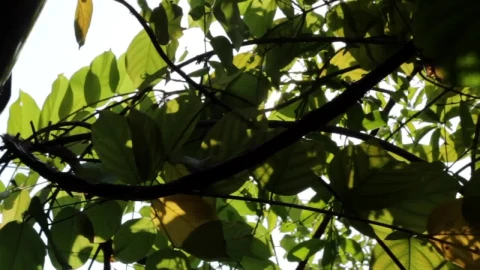 Free Video Stock sunshine breaking through green leaves Live Wallpaper - Free Live Wallpaper
