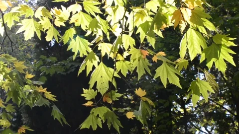 Free Video Stock sunshine on a tree in autumn Live Wallpaper - Free Live Wallpaper
