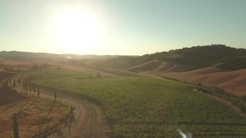 Free Video Stock sunshine over a vineyard Live Wallpaper - Free Live Wallpaper
