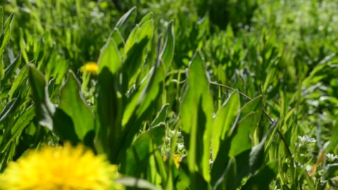 Free Video Stock sunshine over wildflowers Live Wallpaper - Free Live Wallpaper