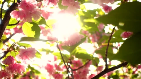 Free Video Stock sunshine through tree with flowers Live Wallpaper - Free Live Wallpaper