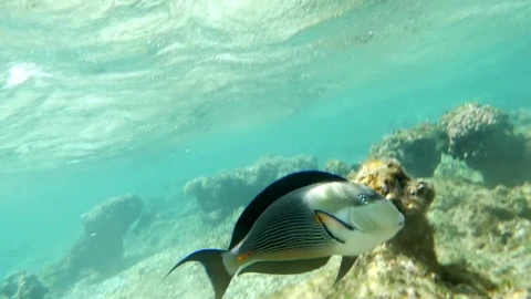 Free Video Stock surgeonfish swimming over coral Live Wallpaper - Free Live Wallpaper