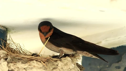 Free Video Stock swallow chicks in a nest Live Wallpaper - Free Live Wallpaper
