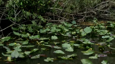 Free Video Stock swamp in a forest Live Wallpaper - Free Live Wallpaper