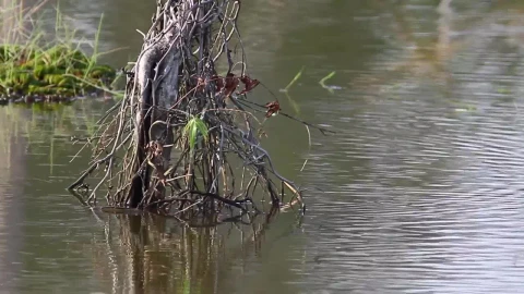 Free Video Stock swamp water ripples Live Wallpaper - Free Live Wallpaper