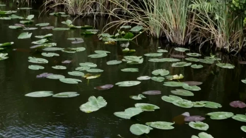 Free Video Stock swamp with floating leaves Live Wallpaper - Free Live Wallpaper