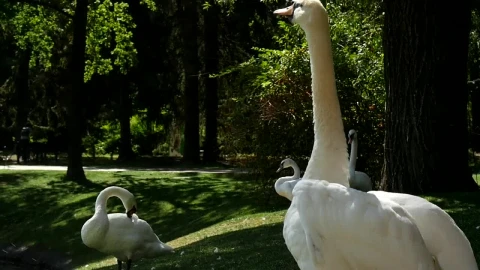 Free Video Stock swan agitating his wings Live Wallpaper - Free Live Wallpaper